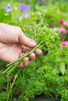step by step -  Large veg trug - harvesting parsley