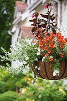 Step by step -  hanging basket container of Fuschia Bush 'Thalia', Diascia 'Romeo Orange', Bacopa 'Mega White' and Helichrysum microphyllum
 