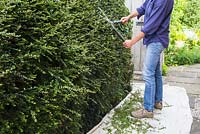 Step by step for hedge trimming