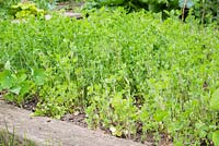 green manure - crimson clover growing in raised bed 