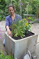 Planting large galvanised container with dwarf bean 'Concador', Blackcurrant sage, Variegated ginger mint, Red veined sorrel, Indian mint, Lime mint, Fuchsia 'Upright Blackie', Sanvitalia 'Sunny Trailing', Salvia officinalis Purpurascens, Ornamental Millet F1 'Purple Baron and Catananche caerulea
