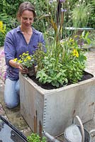 Planting large galvanised container with dwarf bean 'Concador', Blackcurrant sage, Variegated ginger mint, Red veined sorrel, Indian mint, Lime mint, Fuchsia 'Upright Blackie', Sanvitalia 'Sunny Trailing', Salvia officinalis Purpurascens, Ornamental Millet F1 'Purple Baron and Catananche caerulea