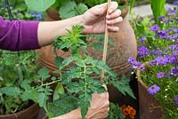 Adding plant support to tomato and tagetes container