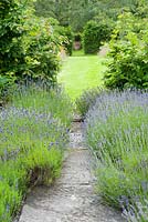 Il Vivaio, a small enclosed garden with mediterranean plants including lavenders, thymes and phormiums. Ashley Farm, Stansbatch, Herefordshire, UK