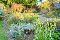 Gravel garden with Stipa gigantea catching the early morning sun, with evening primrose and Phlomis russeliana in the foreground. Fowberry Mains Farmhouse, Wooler, Northumberland, UK