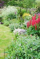 Mixed border including lupins, geraniums, Verbascum chaixii 'Album' and yellow Hemerocallis lilioasphodelus. Fowberry Mains Farmhouse, Wooler, Northumberland, UK