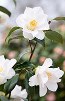 Camellia japonica 'Lily Pons'