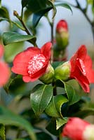 Camellia japonica 'Bob's Tinsie'