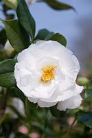 Camellia japonica 'Lovelight'