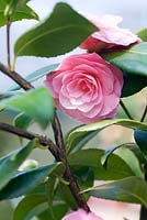Camellia williamsii 'Chatsworth Belle'