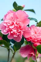 Camellia williamsii 'Anticipation'