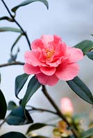 Camellia williamsii 'Elegant Beauty'