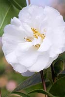 Camellia williamsii 'Bridal Gown'