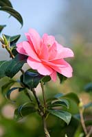 Camellia hybrid 'Inspiration'