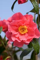 Camellia hybrid 'Francie L'