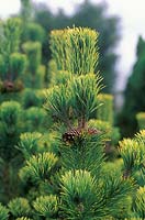 Pinus mugo Pal Maleter, Pine, Dwarf mountain pine, Mountain pine, Conifer, December, Winter, Close up of yellow green foliage, and old cones.