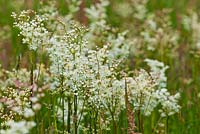 Filipendula vulgaris  - Dropwort summer flowers 