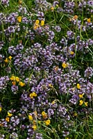 Thymus polyrichus  - wild thyme summer flowering herb 