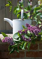 Syringa vulgaris ‘Sensation' with white watering can