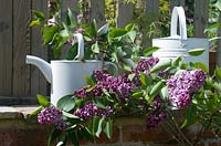 Syringa vulgaris ‘Sensation' with white watering cans
