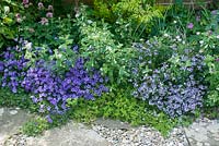 Border of low growing perennials with Parahebe catarractae, Campanula carpatica and pineapple mint