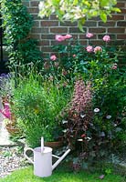 Pink garden border summer with watering can
