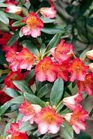 Rhododendron 'Sonata'