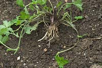 Creeping buttercup weed - Ranunculus repens