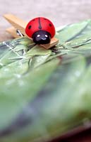 Decorative ladybird peg holding together a used seed packet of mangetout peas