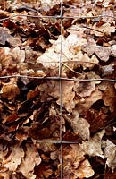 Quercus robur - Oak leaves contained in a wire bin to make leaf mold