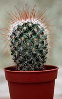 Mammillaria cactus in a pot
