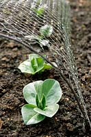 Vicia faba 'Epicure' - Young, organic broad beans protected by wire cage