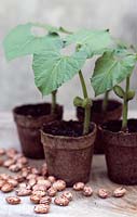 Phaseolus vulgaris 'Borlotto Lingua Di Fuoco 2' - Borlotti beans in biodegradable pots and scattered seeds