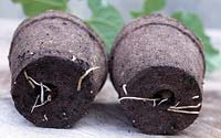 Phaseolus vulgaris 'Borlotto Lingua Di Fuoco 2' - Borlotti beans in biodegradable pots, showing the growing roots