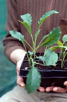 Brassica oleracea 'Nero De Toscana' - Gardener holding tray of young black kale plants