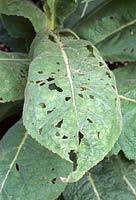 Early signs of Shargacucullia verbasci - Mullein moths