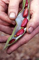 Vicia faba 'Red Epicure' - Broad Beans