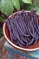 Phaseolus vulgaris 'Purple Queen' - Colander full of dwarf French beans 