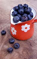 Vaccinium corymbosum 'Goldtraube' - Blueberries in a vintage, enamel jug