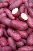 Solanum tuberosum 'Cherie' - Potatoes