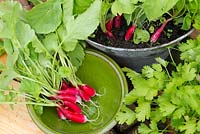Home grown Radishes 'French Breakfast' grown in old bucket