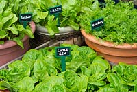 Container grown vegetables and salad crops with mini blackboard labels.