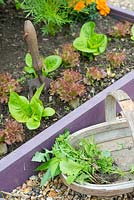 Trug with hand fork and removed weeds from raised bed