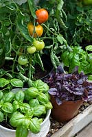 Sweet, Purple and lemon basil growing in pots alongside greenhouse tomatoes.