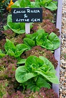 Raised beds in a small garden planted with lettuces. With mini blackboard Labels