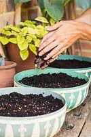 Step by Step - Planting containers of Split peas (Pisum sativum), Microgreen herbs and Radish 'French Breakfast'