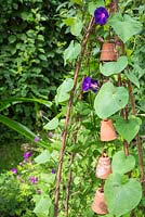 Step by step - Decorative wigwam with terracotta pots, Ipomea and Cobaea scandens