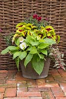 Mixed Summer Container, with Nicotiana 'Lime Green', White Begonia, Coleus, Antirrhinum and Trailing Variegated Fuchsia