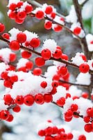 Ilex verticallata - Holly berries with snow