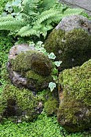 Shady area with moss covered stones, ferns, Hedera and Soleirolia soleirolii 